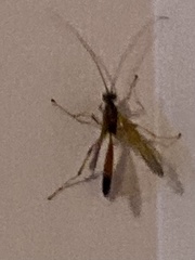 Opheltes glaucopterus