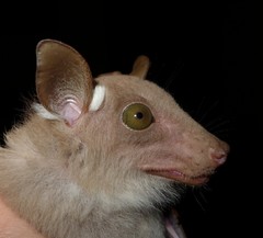 Epomophorus dobsonii