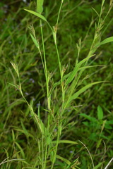 Hackelochloa granularis