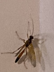 Opheltes glaucopterus