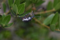 Otiorhynchus cardiniger