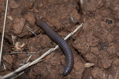 Acanthoiulus fuscipes