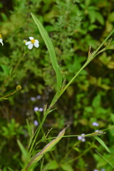 Hackelochloa granularis