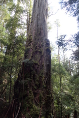 Eucalyptus regnans