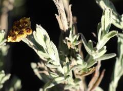 Helichrysum anomalum
