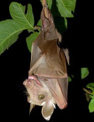 Epomophorus dobsonii