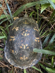 Terrapene carolina carolina