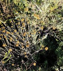 Helichrysum anomalum