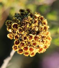 Helichrysum anomalum