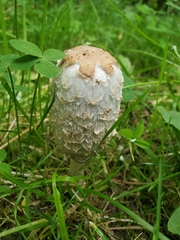 Coprinus comatus