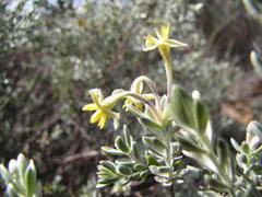 Gnidia clavata