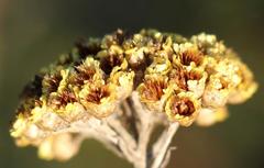 Helichrysum anomalum