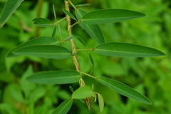 Codariocalyx motorius