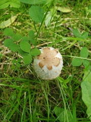 Coprinus comatus