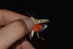 Oedipoda germanica meridionalis