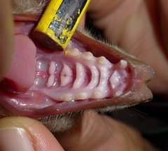 Epomophorus labiatus