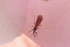 Enicocephalidae