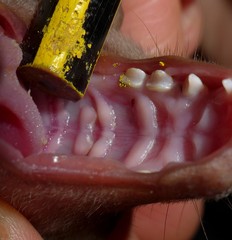 Epomophorus dobsonii