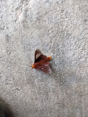 Anisota pellucida