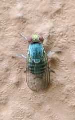 Prosopomyia pallida