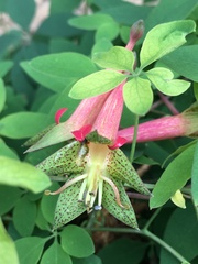 Tropaeolum pentaphyllum