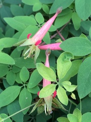 Tropaeolum pentaphyllum