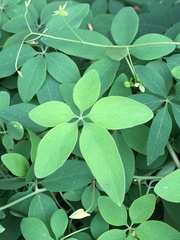 Tropaeolum pentaphyllum