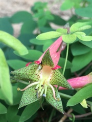 Tropaeolum pentaphyllum
