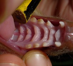 Epomophorus crypturus