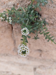 Lobularia maritima