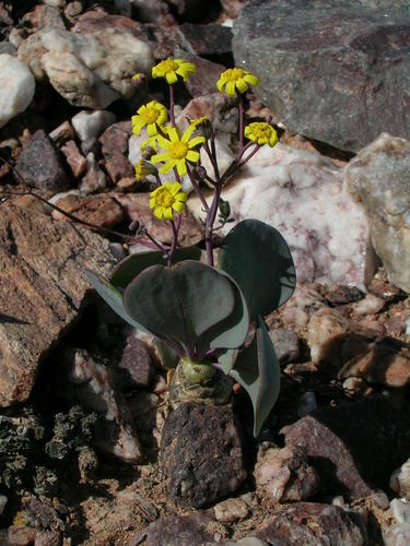 Wrinkly Babooncabbage (Othonna wrinkleana)