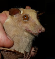 Epomophorus crypturus