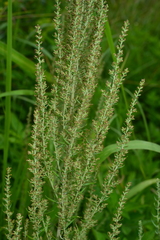 Artemisia lancea