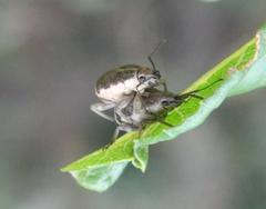 Sciobius