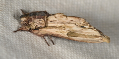 Oligocentria clarita