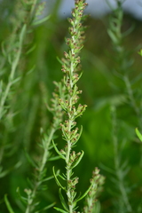 Artemisia lancea