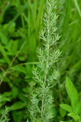 Artemisia lancea