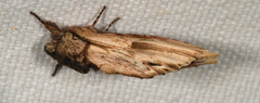 Oligocentria clarita