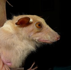 Epomophorus crypturus