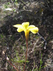 Oxalis burtoniae