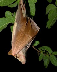 Epomophorus crypturus