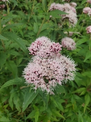 Eupatorium cannabinum