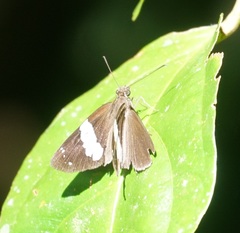 Notocrypta waigensis