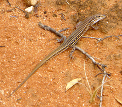 Barred Wedge-Snout Ctenotus photo 5