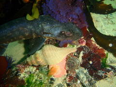 Haploblepharus pictus