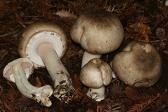 Pseudochitonia
