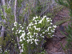 Pseudanthus pimeleoides