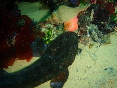 Haploblepharus pictus