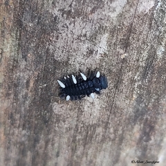 Eumorphus quadriguttatus