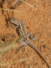 Ctenophorus spinodomus